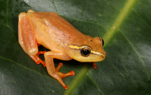 Namuli Frog Namuli Frog